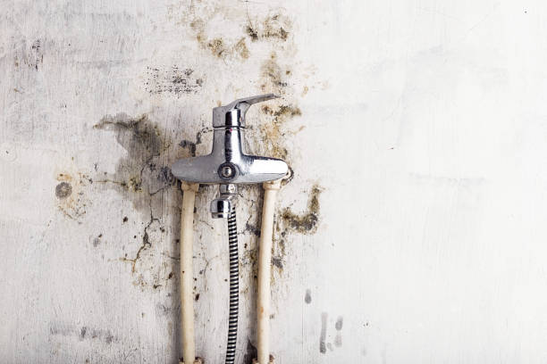 Best Office Mold Removal Services  in Johnson City, KS