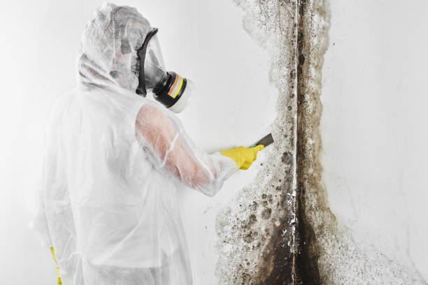 Best Fast Mold Removal  in Johnson City, KS