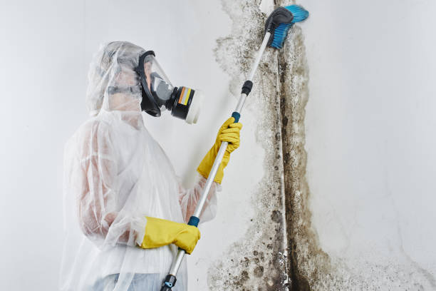 Best Mold Remediation  in Johnson City, KS