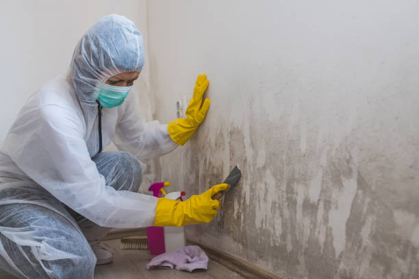 Best Crawl Space Mold Removal  in Johnson City, KS