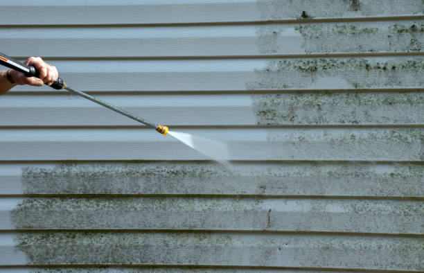 Best Best Mold Removal Companies  in Johnson City, KS