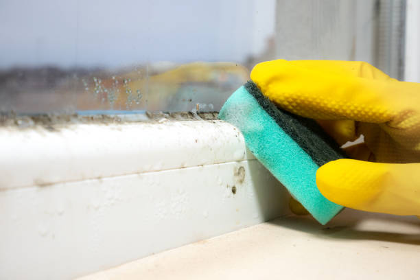 Best Emergency Mold Removal  in Johnson City, KS