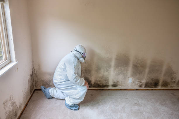 Reliable Johnson City, KS Mold Removal Solutions