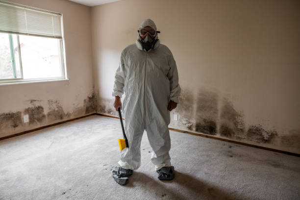 Home Mold Removal in Johnson City, KS
