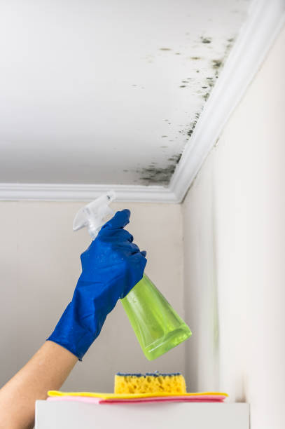 Best Mold Removal Near Me  in Johnson City, KS