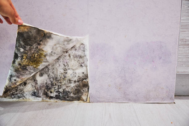 Best Black Mold Removal  in Johnson City, KS